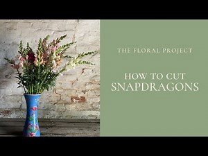 How to Cut Snapdragons For The Longest Vase Life
