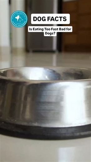 Dog facts -Is Eating Too Fast Bad for Dogs? Eating too fast can cause digestion issues, gas, and discomfort in dogs. Slowing mealtime helps improve overall health. #DogHealth #DogNutrition #IACB | International Association of Canine Breeders - IACB