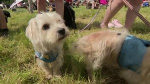 Bristol's DogFest attracts hundreds of dog lovers