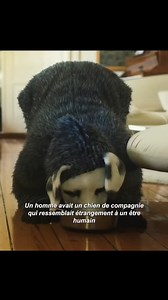 627K views · 17K reactions | IL ADOPTE UN CHIEN HUMAIN | Speedfilm | Facebook