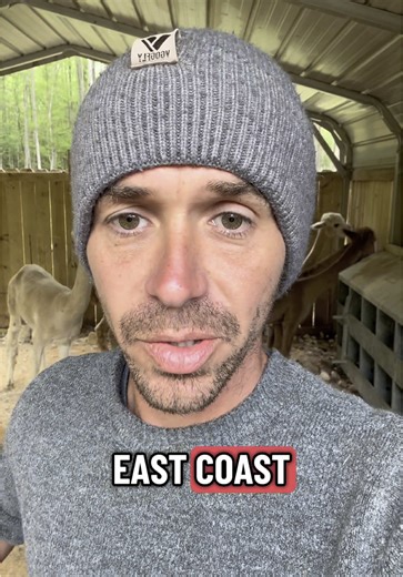 Alpaca Shearing Day: Princess Leia's Big Cut