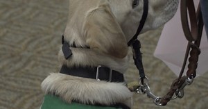 Support dog registration process easy to abuse