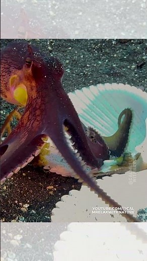 Smart Coconut Octopus Hides in Shell 🐙