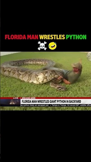 Florida Man vs Giant Python 🐍😂 (Caught on Live TV)