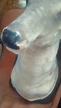 Gemmy Buck the animated Trophy Singing Deer head ALMOST repaired