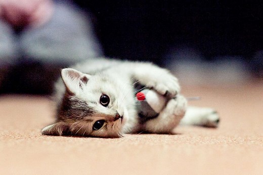 Signs Your Kitten Is Teething and What to Do