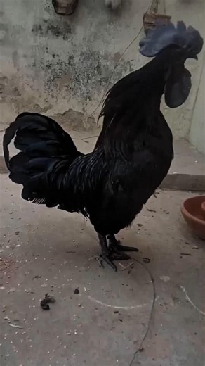 Meet the Legendary Black Chicken 🐔#shorts