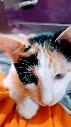 Cute Calico cat 🐈 purring