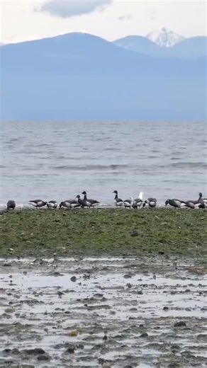 Nature lover? You might be interested in the 2026 @brantwildlifefestival hosted by the Mount Arrowsmith Biosphere Region. Running from April 10 to April 13, the festival celebrates the arrival of Brant geese who stop to rest and feed on our shores during their migration. Learn about the ecosystems that make up Parksville Qualicum Beach at various events, tours and workshops. See the link in our bio for details and to purchase tickets in advance. Video by @vanislewildlife #brantgeese #brantwildli