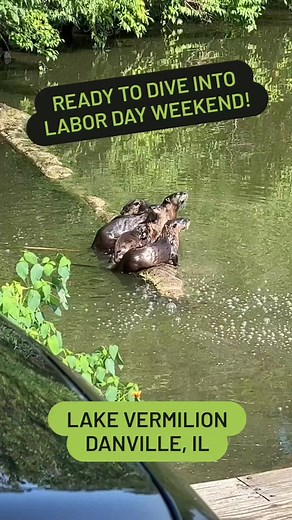 A family of River Otters was spotted at Lake Vermilion! Make sure to get out and explore this Labor Day Weekend! #getoutside #exploreillinois #enjoyillinois #vccd #vermilioncounty #lakevermilion #riverotter | Vermilion County Conservation District