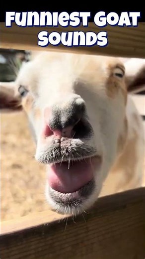 Absolutely Funniest Goat Sounds #funny #animals #goat