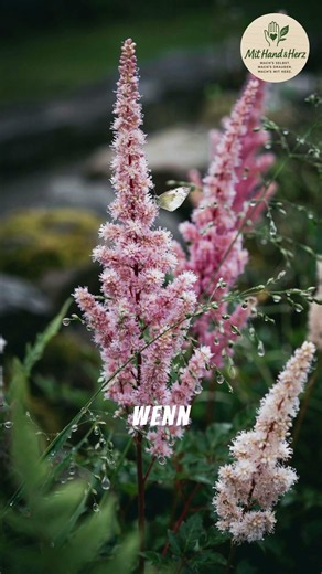 🌼 Staudenportrait: Astilbe (Prachtspiere)