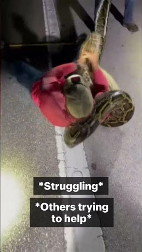 What it Took to Capture this 19-Foot Python🤯