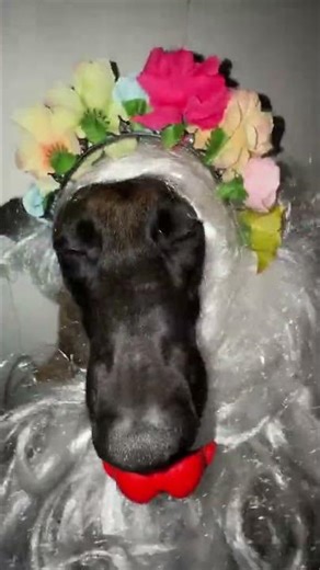 Title: Xiaomei's Dog Debut: A Heartwarming Adventure