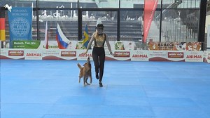 28K views · 397 reactions | FCI Dogdancing WC 2019!!! Livestream https://livestream.working-dog.com/FCI-Dogdance-World-Championship Results and first videos.... https://www.working-dog.com/results/FCI-Dogdance-WM-2019-FCI-DogDancing-World-Championship-21216360 | Working-dog | Facebook