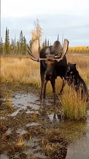 A rare encounter between the gentle deer and fierce bear #wildlifeentertainment #animals #animallife