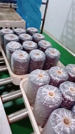 Button Mushroom Production Line Liquid Spawn Inoculation #mushroommachine #mushroomcultivation