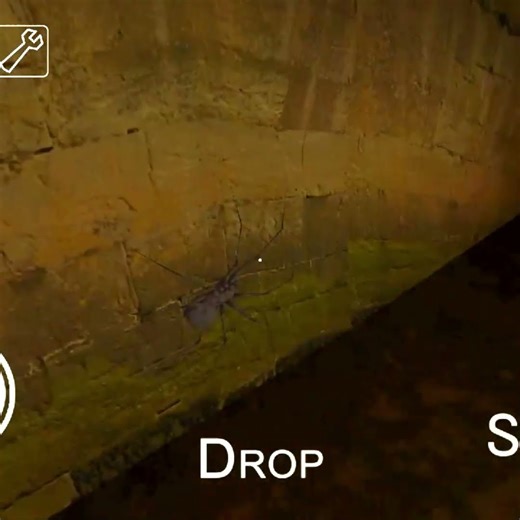 🕷️Little Spider Vs Pepper Spray #shorts #granny