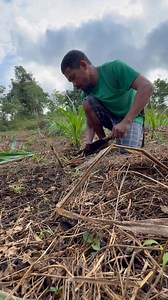 Patuloy ang pagpaparami ng giant napier. | Solomon Pagunsan