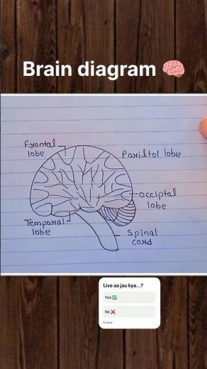 Brain Diagram #brain #biology #medical