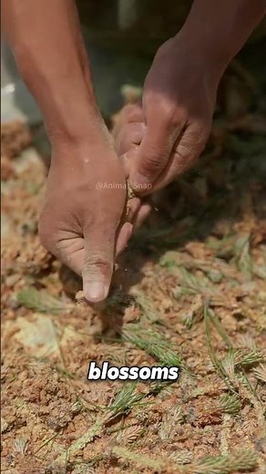Pine Pollen Cake: A Springtime Delicacy