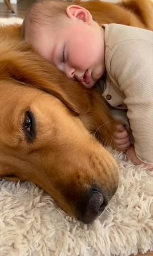 The Ultimate Cuddle Puddle! 😴👶🐕💖 Golden Retriever is the Best Pillow! #NapTime #GoldenRetriever #BabyAndDog #HeartMelting | Woofolio