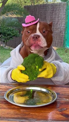 Funny Dog Moments That Will Make You Laugh | Cute Dog Reactions