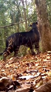 30K views · 660 reactions | Amazing melanistic a.k.a. black tiger. From Odisha's Similipal National Park India. | Kody Antle | Facebook