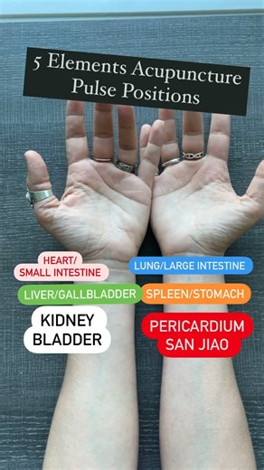 There are MANY different TCM classics opinions when it comes to pulse positions! 🔥 1- The Pulse Positions according to basic Chinese medicine theory is very commonly used in clinical practice. Mostly using the Yin organs. Right: LU SP KD Yang Left: HT LV KD Yin 🔥 2- Chinese medicine herbalists use a slightly different version with upper, middle and lower Jiaos positions of the organs. Right: LU, SP/ST, and KD Yang, Ming Men, and large intestine. Left: HT, Liver/Gallbladder and KD Yin, bladder 