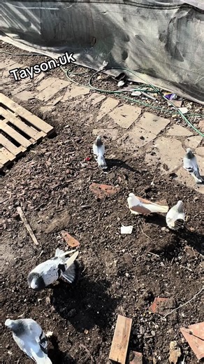 Tayson.uk: Exploring UK Pigeon Culture