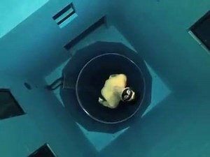 14K views · 144 reactions | Apparently this is the world's deepest swimming pool at 33m! Who'd fancy a go of this? I feel queasy just watching... | GoNutrition | Facebook