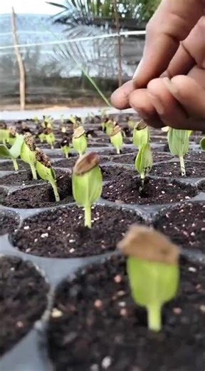 the process of opening watermelon seeds#shorts