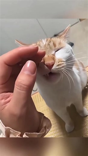 Kucing Core Lucu dan Ngakak Parah