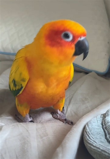 Dancing Sun Conures: Adorable TikTok Moments