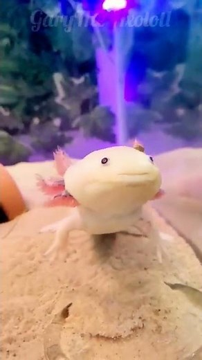 Derpy axolotl can't eat but is cute
