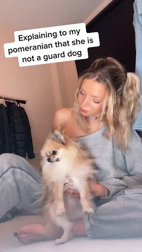 The truth hurts 😖 #pomeranian #minipom #nycdog #nycgirl #nyclife #guarddog #dogtraining