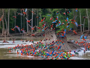 Unbelievable Parrot Paradise! Thousands of Macaws Together in Nature