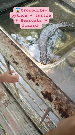 Crocodile lizard turtle python Bearcats #highlights #everyone #fypシ゚viralシ #FacebookContestReels #adsonreelsmonetization #reelstoall #adsonreels #reelsfypシ #reels2023 #reelsvideo #reelsfb #followformore #crocodilefarmpalawan | Jasmin Ken Mark