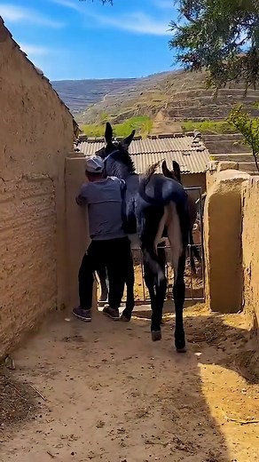 2.6M views · 10K reactions | Funniest Donkey Ever! Donkey Training the fun way! 2114 | Donkey Lover | Facebook