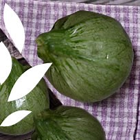 Courgette - semez, planter, entretenir et récolter - jaime-jar...