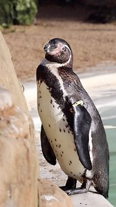🐧 Penguin Appreciation Day 🐧 How can your Monday possibly be ‘blue’ when penguins exist 🥰 | Drusillas Park