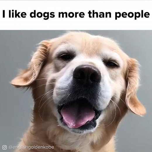 Woof woof woof aka Happy National Dog Day! | BuzzFeed