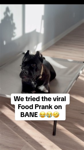 Bane wasn’t feeling it 💀 #comedy #funnydogvideos #funnydogs | Raising Bane