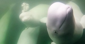 Beluga Whale Live Cams | Polar Bears International