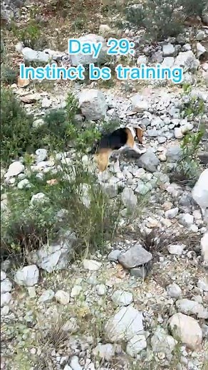 Day 29: Can Training Beat a Beagle's Hunting Instinct? #beagle #beaglesofyoutube