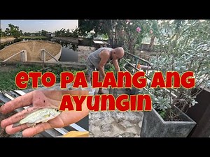 Ano ang itatanim sa island? | May nahuli kaming ayungin, lumaki namam kaya?