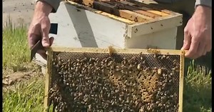 Pollinators Week: how they help our ecosystems