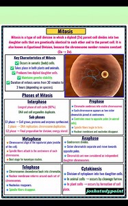 78K views · 1K reactions | "Cell division made simple! 溺 Learn the phases of mitosis and understand how cells replicate for growth and repair." #Mitosis #CellDivision #BiologyStudy #ScienceNotes #StudyGram #LearnBiology #EduContent #ExamPrep #fblifestyle | Josh Study point | Facebook