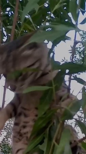 Cute Village Cat Climbing Tree #cat #catplay #kitty #lovelycat