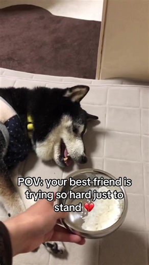 Every step is a struggle for Luffy 💔 Please share his story so he can keep fighting #doggo #dogsoftiktokviral🐶🦮